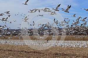 Snow geese Bosque del Apache, New Mexico USA