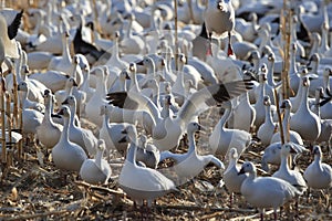 Snow geese Bosque del Apache, New Mexico USA