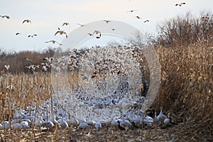 Snow geese Bosque del Apache, New Mexico USA