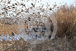 Snow geese Bosque del Apache, New Mexico USA