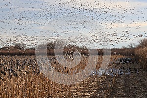 Snow geese Bosque del Apache, New Mexico USA