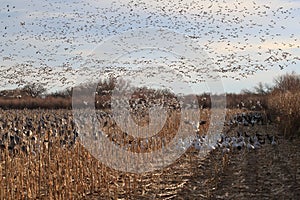 Snow geese Bosque del Apache, New Mexico USA