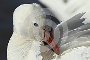 Snow geese Bosque del Apache, New Mexico, USA