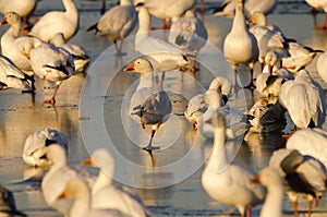 Snow geese (Chen caerulescens)