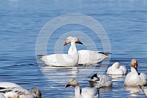 Snow Geese Chen caerulescens swimming on a pond