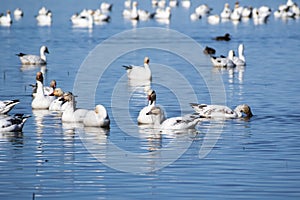 Snow Geese Chen caerulescens swimming on a pond photo