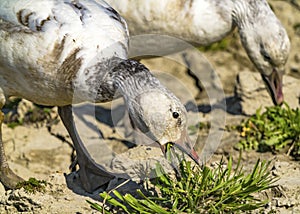 Snow Geese Close Eating Skagit Valley Washington