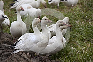Snow Geese Close Up Looking
