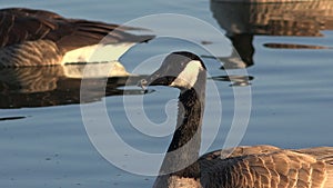 Snow Geese Closeup at Sunset