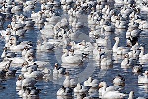 Snow geese crowding lake at Bosque del Apache