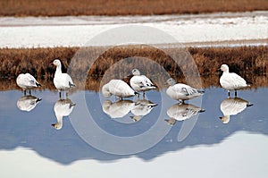 Snow Geese at Desert Marsh