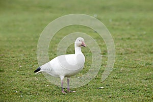 Snow geese duck