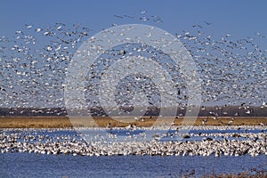 Snow geese fall migration