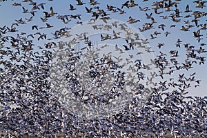 Snow geese fall migration