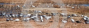 Snow geese feeding in a golden wetland