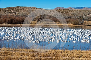 Snow geese filled pond at Bosque del Apache
