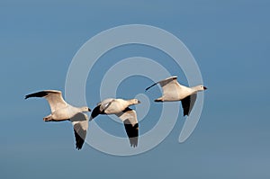 Snow geese in flight