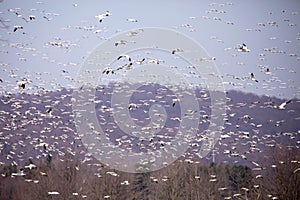 Snow Geese in flight