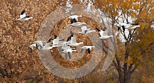 Snow Geese in Flight