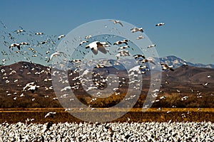 Snow Geese in Flight