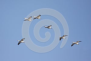 Snow Geese In Flight