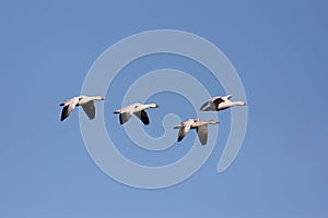 Snow Geese In Flight