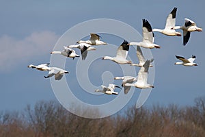 Snow Geese in Flight