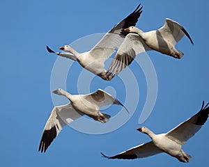 Snow Geese Flying in Formation