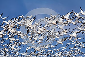 Snow Geese in Flight photo