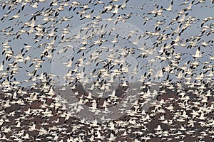 Snow Geese In Flight