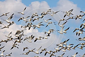 Snow Geese in Flight