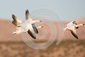 Snow geese in flight