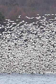 Snow Geese In Flight