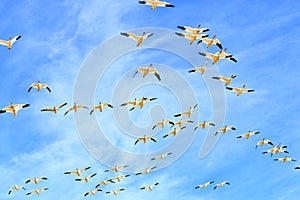 Snow Geese in Flight