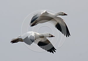 Snow Geese in Flight photo