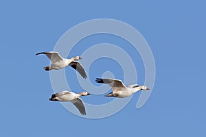 Snow Geese in Flight with a Blue Sky Background