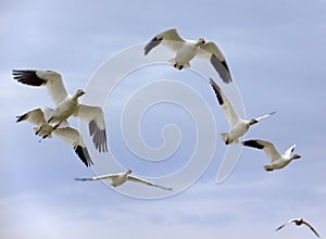 Snow Geese In Flight Close Up