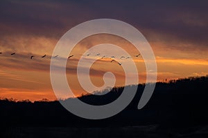 Snow Geese in flight at Sunset