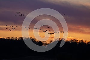 Snow Geese in flight at Sunset