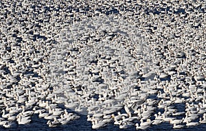 Snow Geese Flock