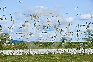 Snow Geese Flock