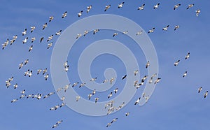 A Snow Geese Flock Races Past in a Blue Sky