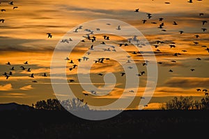 Snow geese flock at sunrise over Bosque