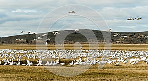 Snow Geese Flock Together Spring Migration Wild Birds