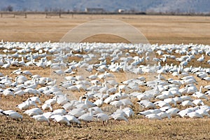 Snow Geese Flock Together Spring Migration Wild Birds