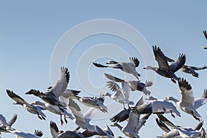 Snow geese flosk in flight