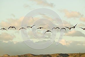 Snow geese fly in formation over the Bosque del Apache National Wildlife Refuge, near San Antonio and Socorro, New Mexico