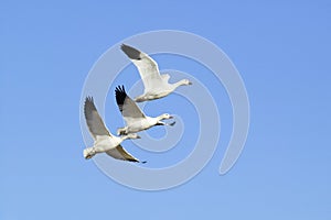 Snow geese fly in formation over the Bosque del Apache National Wildlife Refuge, near San Antonio and Socorro, New Mexico photo