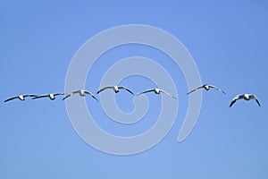 Snow geese fly in formation over the Bosque del Apache National Wildlife Refuge, near San Antonio and Socorro, New Mexico photo