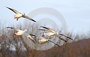 Snow Geese Fly In For Landing